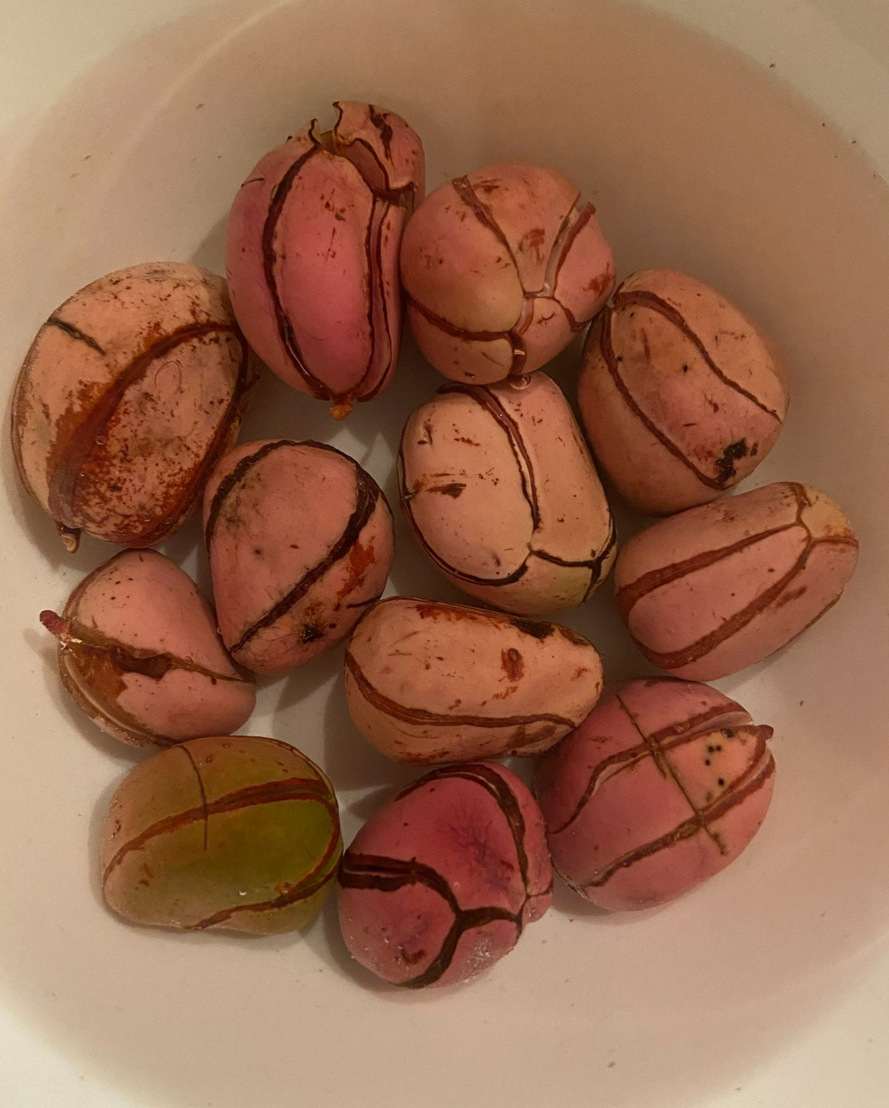 2025 New Year offering to Ifa & Esu